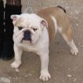 English Bulldog for sale - JUNIOR