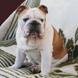 English Bulldog for sale JACK m