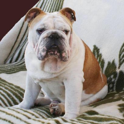 English Bulldog for sale JACK 