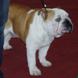 English Bulldog for sale JACK 14