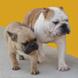 English Bulldog for sale JACK 15