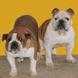 English Bulldog for sale JACK 16