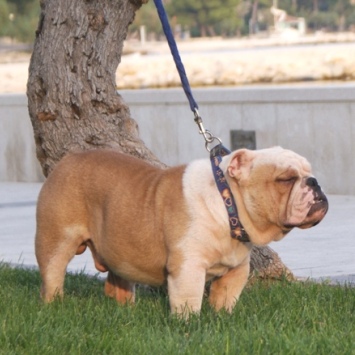 engleski buldog na prodaju JAGGER