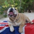 engleski buldog na prodaju NELSON 10m