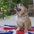 engleski buldog na prodaju NELSON 12m