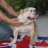 engleski buldog na prodaju NELSON 15m