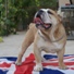 engleski buldog na prodaju NELSON 1m