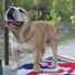 engleski buldog na prodaju NELSON 2m