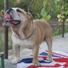 engleski buldog na prodaju NELSON 3m