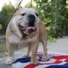 engleski buldog na prodaju NELSON 4m