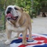 engleski buldog na prodaju NELSON 5m