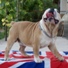 engleski buldog na prodaju NELSON 6m