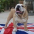 engleski buldog na prodaju NELSON 7m