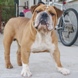 engleski buldog na prodaju - STAR 2