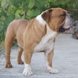 engleski buldog na prodaju - STAR 7