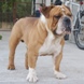 engleski buldog na prodaju - STAR 8