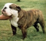 Kingrock Mighty Murphy