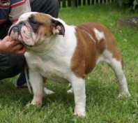 Buldog LARGO otac