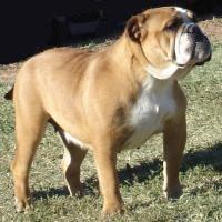 Buldog LADY JANE (Eny Srdce Hane)