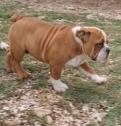 engleski buldog STAR