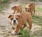 engleski buldog STAR 