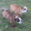 ENGLESKI BULDOG - štenci na prodaju 8
