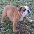 engleski buldog - muško štene na prodaju - VATRA 3