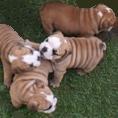 English Bulldog for sale - PUPPIES