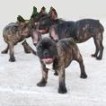French Bulldog for sale - Juniors