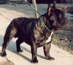 French Bulldog MOCCA MONARCHIA