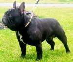 French Bulldog OLIVER HAWORTIA