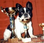 French Bulldog YAZMIN SUVEREN