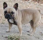 HILDE Flamingo-bull