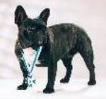 French Bulldog WILETTE VON RATIBOR UND CORVEY