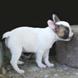 francuski buldog - muško štene na prodaju - MOZART 3