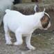 francuski buldog - muško štene na prodaju - MOZART 7