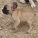Francuski buldog - muško štene na prodaju - JAZZ 3