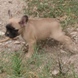Francuski buldog - muško štene na prodaju - JAZZ 5
