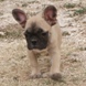Francuski buldog - muško štene na prodaju - JE T AIME 3