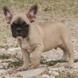 Francuski buldog - muško štene na prodaju - JE T AIME 1