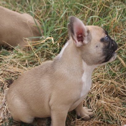 Francuski buldog - muško štene na prodaju - JURASSIC