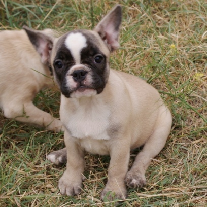 Francuski buldog - muško štene na prodaju - JUST MOMENT