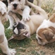 Francuski buldog - muško štene na prodaju - JUST MOMENT 10
