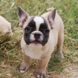 Francuski buldog - muško štene na prodaju - JUST MOMENT 3
