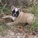 Francuski buldog - muško štene na prodaju - JUST MOMENT 5