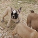 Francuski buldog - muško štene na prodaju - JUST MOMENT 9