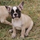 Francuski buldog - muško štene na prodaju - JUST MOMENT 1