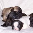 French Bulldog for sale - Puppies