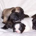 French Bulldog for sale - PUPPIES