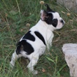 Francuski buldog na prodaju - AMADEUS 3